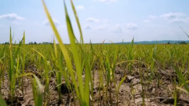Pirinç tarlaları Rüzgarlı pirinç tohumu tarlası. Pirinç Tarlası ve Pirinç Kulağı. Yüksek kalite 4k görüntü