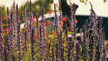 Summer Meadow Nature Video Arkaplanındaki Güzel Lavanta Çiçekleri. Lavanta tarlası, yakın plan lavanta çiçekleri.. 