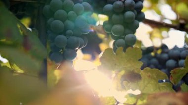 Olgun üzüm demetleri. Çok yakın plan. Üzüm bağında üzümlü tatlı kırmızı üzümler, ılık sonbahar güneşiyle aydınlatılıyor. Gün batımı. Olgun üzüm salkımları hasat için hazır. Bağcıklık. Şarap ve şarap.