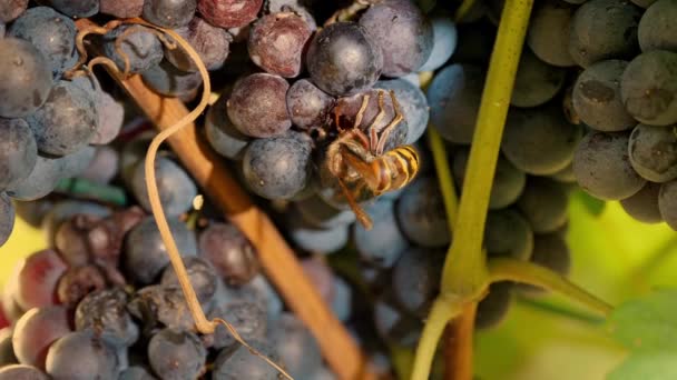 在葡萄上的黄蜂成熟的葡萄束 一只大黄蜂坐在一堆成熟的深蓝色葡萄上 喝着甜葡萄汁 葡萄园 葡萄收获 小道消息葡萄栽培 酒厂和葡萄酒 — 图库视频影像