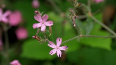 Ormanda çiçekler. Doğa. Mor taç yaprakları. Güzel arka plan. Alp dağlarında yaz mevsimi. Yüksek kalite 4k görüntü