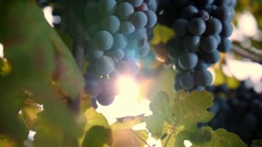 Olgun üzüm demetleri. Çok yakın plan. Üzüm bağında üzümlü tatlı kırmızı üzümler, ılık sonbahar güneşiyle aydınlatılıyor. Gün batımı. Olgun üzüm salkımları hasat için hazır. Bağcıklık. Şarap ve şarap.