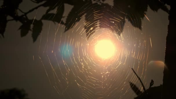 Spinnenweb Het Bos Bij Zonsondergang Bezaaid Met Warme Herfstzonnestralen Close — Stockvideo