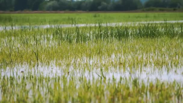 Rice Fields Rice Seeding Field Windy Rice Field Ear Rice — Stock Video