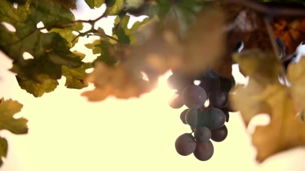 Ripe Bunches Grapevines Very Close Sweet Red Grapes Vines Yellowed — Stock Video