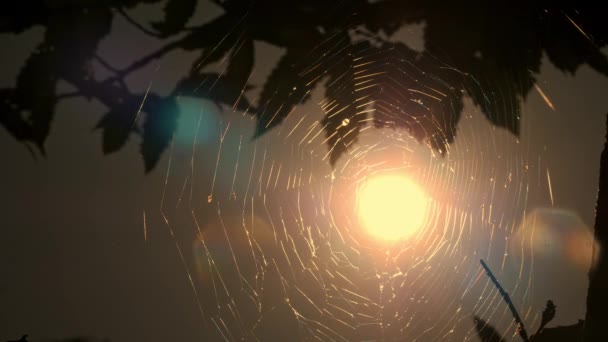 Spinnenweb Het Bos Bij Zonsondergang Bezaaid Met Warme Herfstzonnestralen Close — Stockvideo