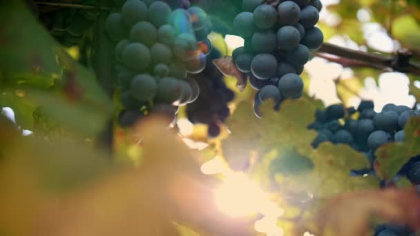 グレープワインの熟したバンド クローズアップして 暖かい秋の太陽に照らされたブドウの甘い赤いブドウ 熟したブドウ畑は 収穫の準備ができてる ブドウ栽培についてです ワイナリーとワイン — ストック動画