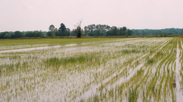 Rice Fields Rice Seeding Field Windy Rice Field Ear Rice — Stock Video