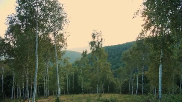 Een Berkenbos Het Alpengebergte Zomer Bij Zonsopgang Hoge Kwaliteit Beeldmateriaal — Stockvideo