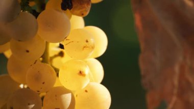 Güneşte beyaz üzümler. Olgunlaşmış üzüm demetleri. Çok yakın plan. Üzüm bağında üzümlü tatlı beyaz üzümler, ılık sonbahar güneşiyle aydınlatılıyor. Gün batımı. Olgun üzüm demetleri hasat için hazır.