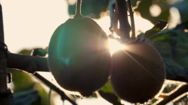 Ağaçta olgun kiwifruit toplanmadan önce yapraklarla çevrili. Çiftçilik ve hasat kavramı. Yakın plan. Altın ya da yeşil kivi, meyve bahçesindeki kivi ağacında asılı kıllı meyveler. Sonbaharda güneşte