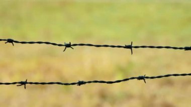 Tarlalarda dikenli teller. Alan koruması. Özel mülk. Yasadışı göç, hapis hayatı, hapsedilme, yasak bölge kavramı. Yüksek kalite 4k görüntü
