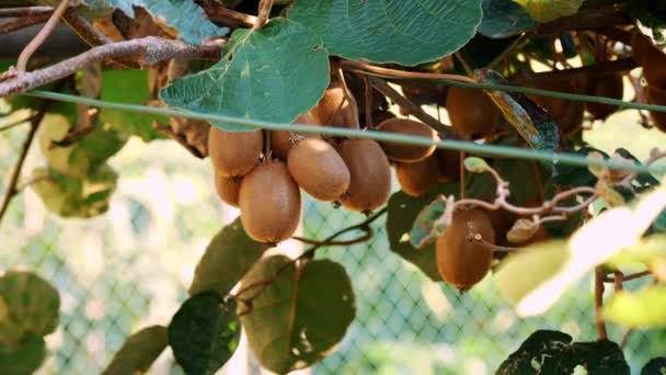 Mogen Kiwifrukt Trädet Omgiven Löv Innan Plockning Koncept För Jordbruk — Stockvideo