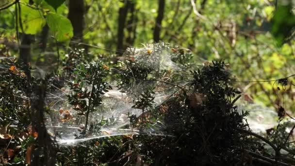 Een Spinnenweb Het Bos Van Dichtbij Het Zachte Licht Van — Stockvideo
