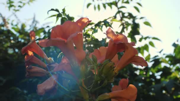 Beautiful Campsis Grandiflora Flowers Summer Closeup Trumpet Vine Flowers Climbing — Stock Video