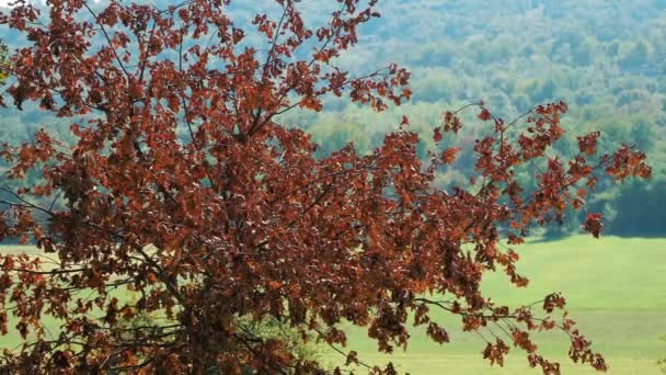 Drzewo Czerwonymi Liśćmi Słońcu Jesienią Wysokiej Jakości Materiał — Wideo stockowe