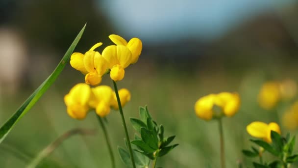 一种药用植物 草甸中的药用植物 黄色的野花在柔和的阳光下 高质量的4K镜头 — 图库视频影像