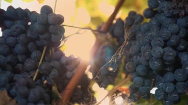 Olgun üzüm demetleri. Çok yakın plan. Üzüm bağında üzümlü tatlı kırmızı üzümler, ılık sonbahar güneşiyle aydınlatılıyor. Gün batımı. Olgun üzüm salkımları hasat için hazır. Bağcıklık. Şarap ve şarap.