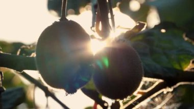 Ağaçta olgun kiwifruit toplanmadan önce yapraklarla çevrili. Çiftçilik ve hasat kavramı. Yakın plan. Altın ya da yeşil kivi, meyve bahçesindeki kivi ağacında asılı kıllı meyveler. Sonbaharda güneşte