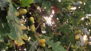 Meşe ağacının dalında olgunlaşmış meşe palamutları. Yazın orman. Yüksek kalite 4k görüntü