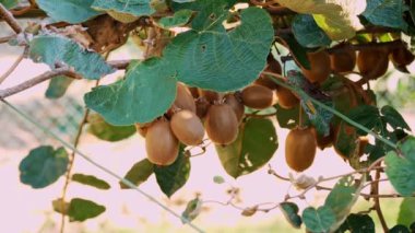 Ağaçta olgun kiwifruit toplanmadan önce yapraklarla çevrili. Çiftçilik ve hasat kavramı. Yakın plan. Altın ya da yeşil kivi, meyve bahçesindeki kivi ağacında asılı kıllı meyveler. Sonbaharda güneşte