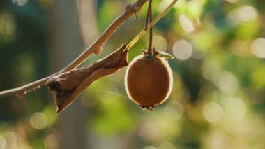 Ağaçta olgun kiwifruit toplanmadan önce yapraklarla çevrili. Çiftçilik ve hasat kavramı. Yakın plan. Altın ya da yeşil kivi, meyve bahçesindeki kivi ağacında asılı kıllı meyveler. Sonbaharda güneşte
