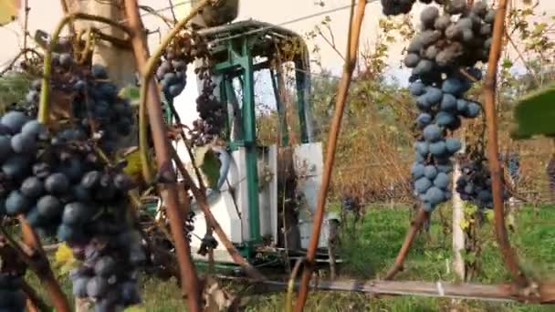 Biella Italien September 2023 Traubenernte Weinberg Mit Erntemaschine Weinbau Traubenerntemaschine — Stockvideo