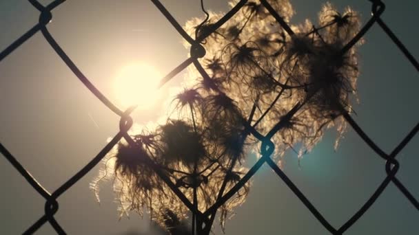 Metal Fence Dandelion Flowers Soft Sunlight Private Property Concept Illegal — Stock Video