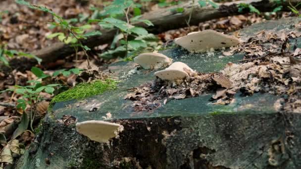 Cogumelos Selvagens Irreversíveis Que Crescem Uma Árvore Verão Floresta Alpina — Vídeo de Stock