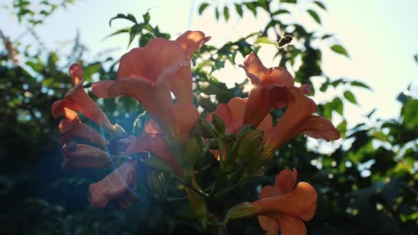 Gyönyörű Campsis Grandiflora Virágok Nyáron Szekrény Trombita Szőlő Virágok Hegymászás — Stock videók