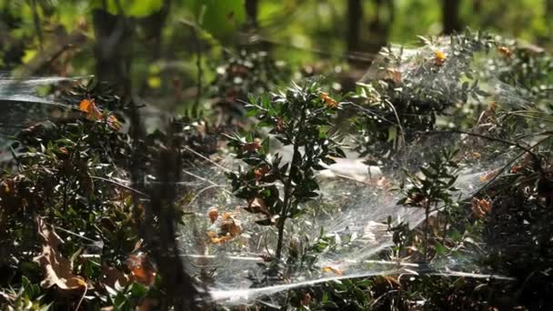 Een Spinnenweb Het Bos Van Dichtbij Het Zachte Licht Van — Stockvideo