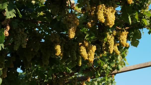 White Grapes Sun Rripe Bunches Grapevines Sweet White Grapes Vines — Stock Video