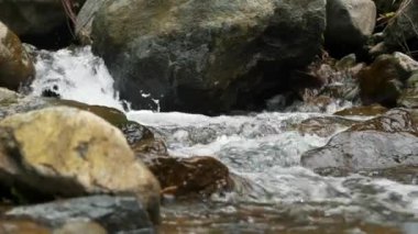 Deresi, deresi ya da küçük ve hızlı bir dağ nehri ve kristal berrak akan su. Yakın plan. Kaynak, kaynak suyu. Yaz günü. Su taşların, dağların ve ormanların üzerinden akar.