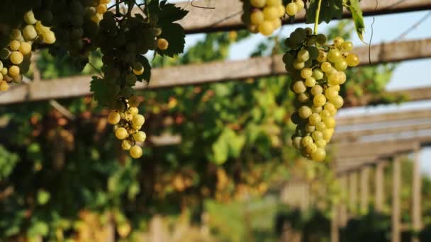 太陽の下の白いブドウ ブドウのブドウの群れ 暖かい秋の太陽に照らされたブドウ畑のワインの甘い白いブドウ 収穫の準備ができています ビタミン農業 ワイナリー — ストック動画