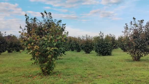 Hazelnut Bushes Cultivated Farm High Quality Footage — Stock Video