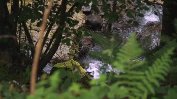 Gebirgsbach Blick Durch Laub Äste Wald Den Bergen Wasser Fließt — Stockvideo