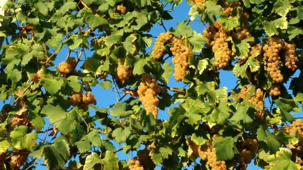 ホワイトブドウ グレープワインのバンチ クローズアップ 白いジューシーな熟したブドウの大きな束は 日光の中でブドウにぶら下がっています イタリアのブドウ畑 グレープ成長する ビタミュージカル ワインメイキング 高品質4Kについて — ストック動画