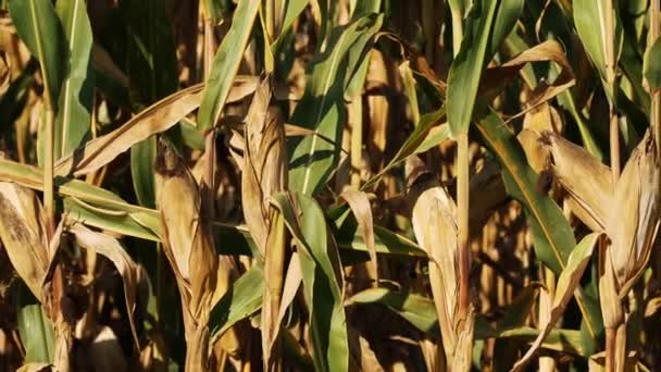 Ripe Corn Heads Corn Whiskers Leaves Cornfield Road Summer Sunset — Stock Video