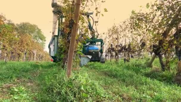 Harvesting Grapes Vineyard Harvester Viticulture Grape Harvester Harvesting Bunches Ripe — Stock Video