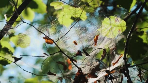 Une Toile Araignée Dans Forêt Gros Plan Dans Douce Lumière — Video