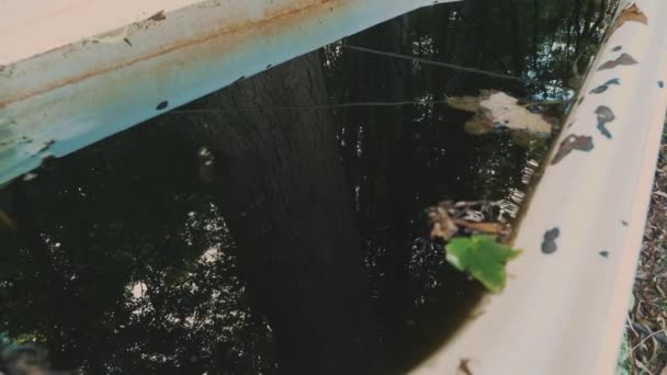 森林里的一个金属槽 装满了动物用的水 夏天的阿尔卑斯山 高质量的4K镜头 — 图库视频影像