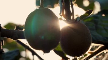 Ağaçta olgun kiwifruit toplanmadan önce yapraklarla çevrili. Çiftçilik ve hasat kavramı. Yakın plan. Altın ya da yeşil kivi, meyve bahçesindeki kivi ağacında asılı kıllı meyveler. Sonbaharda güneşte