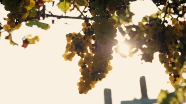 Des Raisins Blancs Des Grappes Vignes Gros Plan Grandes Grappes — Video
