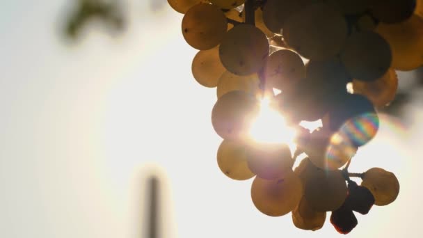 Raisins Blancs Soleil Des Grappes Mûres Vignes Très Gros Plan — Video