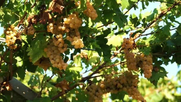 Raisins Blancs Soleil Des Grappes Mûres Vignes Cépages Blancs Doux — Video
