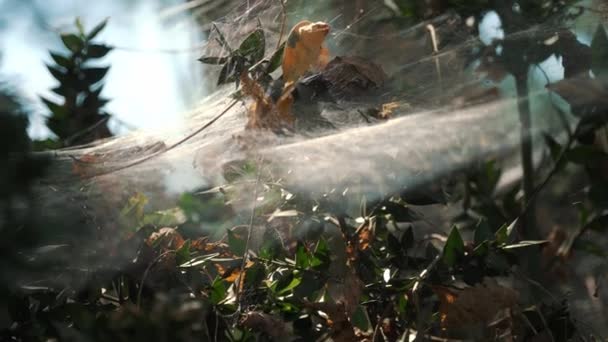 Edderkoppespind Skoven Nærbillede Skovens Bløde Lys Funkler Det Solen Insektfælde – Stock-video