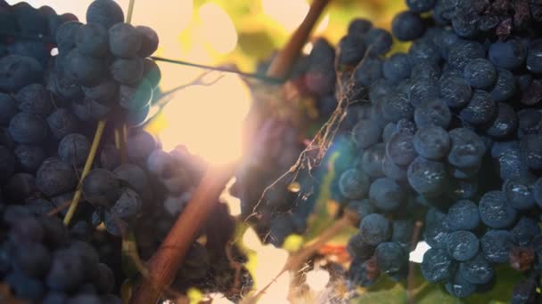 成熟的葡萄束 非常接近的特写 葡萄园的葡萄藤上挂着甜甜的红葡萄 秋天温暖的阳光照耀着它 成熟的葡萄丛已准备好收割 葡萄栽培 酒厂和葡萄酒 — 图库视频影像