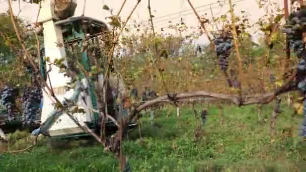 ハーベスターでブドウを収穫する ブドウ栽培についてです グレープ ハーベスターは ブドウ畑のブドウ畑のブドウから熟した赤いブドウの束を収穫し さらなる高品質のワイン生産を行っています ワイナリーと — ストック動画