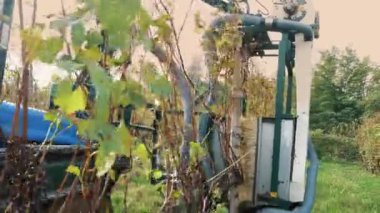Üzüm bağında hasat makinesiyle üzüm topluyorum. Yakın plan. Bağcıklık. Üzüm hasatçısı, kaliteli şarap üretimi için üzüm bağındaki üzümlerden olgun kırmızı üzümler topluyor.