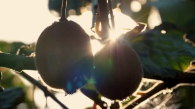 Ağaçta olgun kiwifruit toplanmadan önce yapraklarla çevrili. Çiftçilik ve hasat kavramı. Yakın plan. Altın ya da yeşil kivi, meyve bahçesindeki kivi ağacında asılı kıllı meyveler. Sonbaharda güneşte